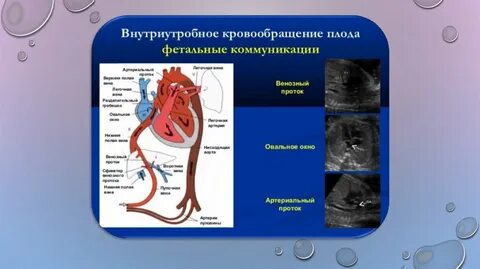 Плацентарное кровообращение
