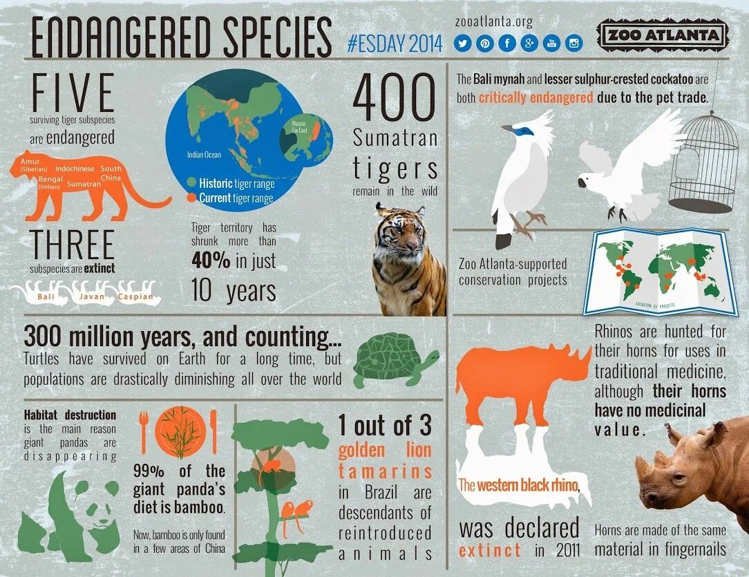 Release reduce adopt reusable endangered species. Инфографик вымирающих животных. Инфографика животные. Инфографика про животных. Инфографика вымирающий животных.