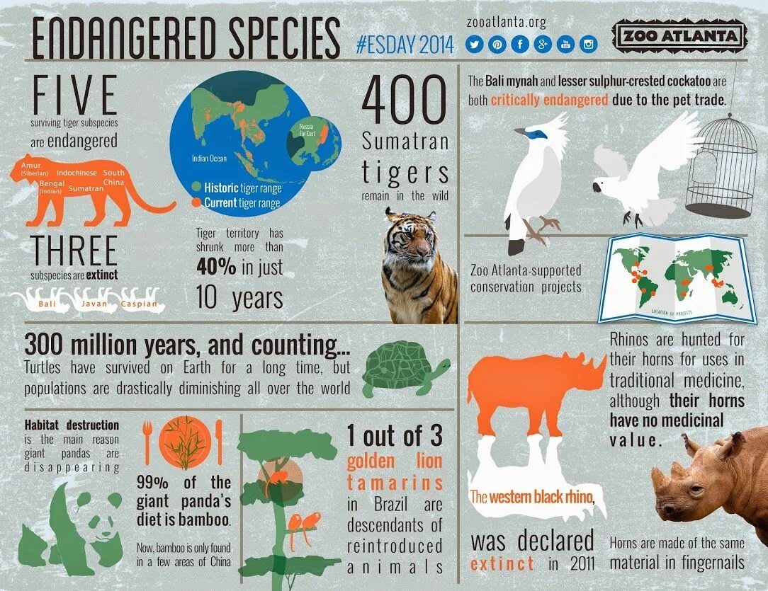Animal funds. Инфографик вымирающих животных. Инфографика животные. Инфографика про животных. Инфографика вымирающий животных.