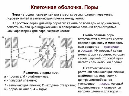 Роль пор в оболочках соседних клеток