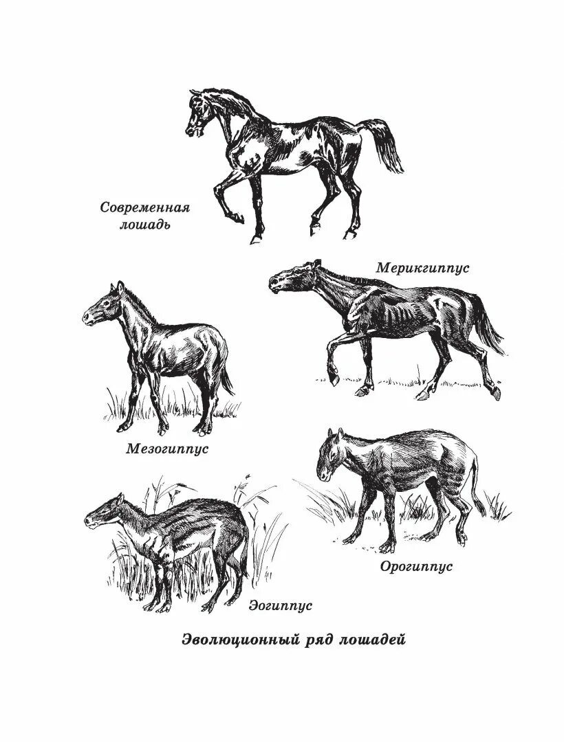 Прародитель лошади. Предки современной лошади. Приручение лошади. Эволюция предков лошади. Почему именно конь