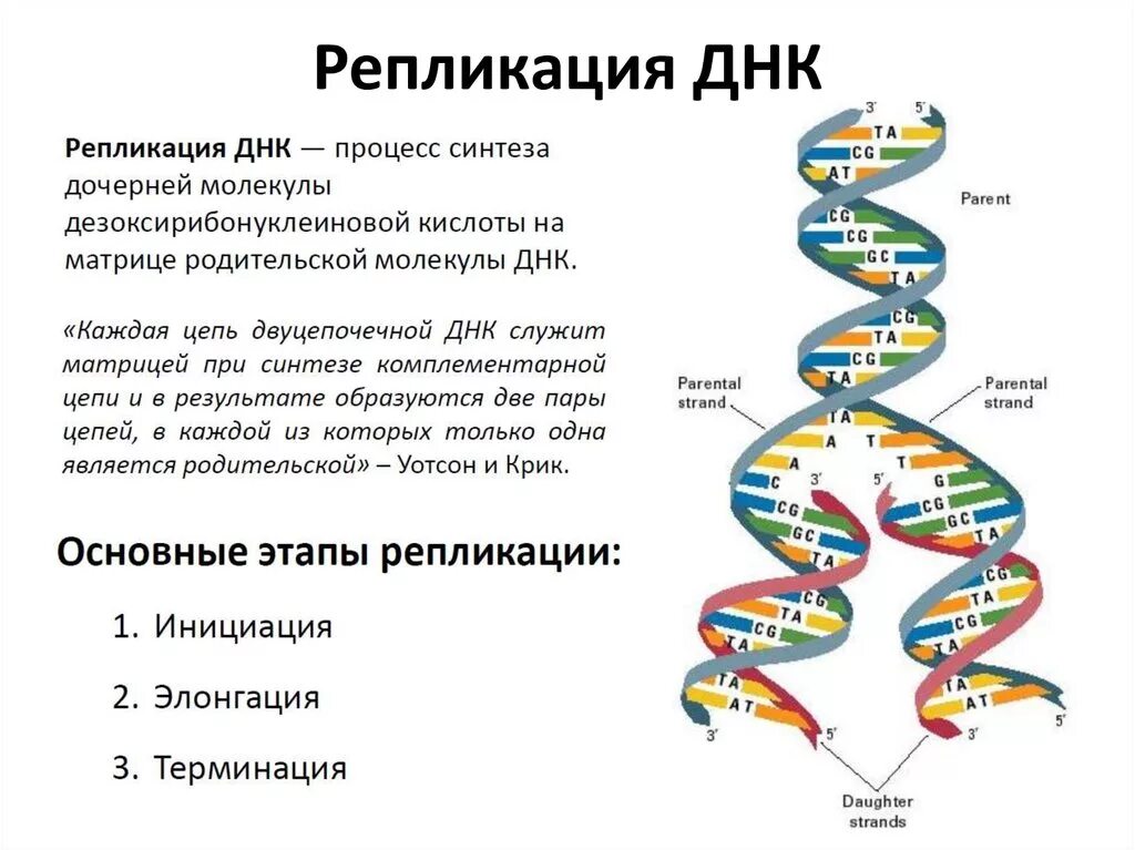 Днк находится в каждой клетке. Описание основных этапов репликации ДНК. Репликация 10 класс кратко. Опишите основные этапы репликации ДНК. Репликация молекулы ДНК (РНК).