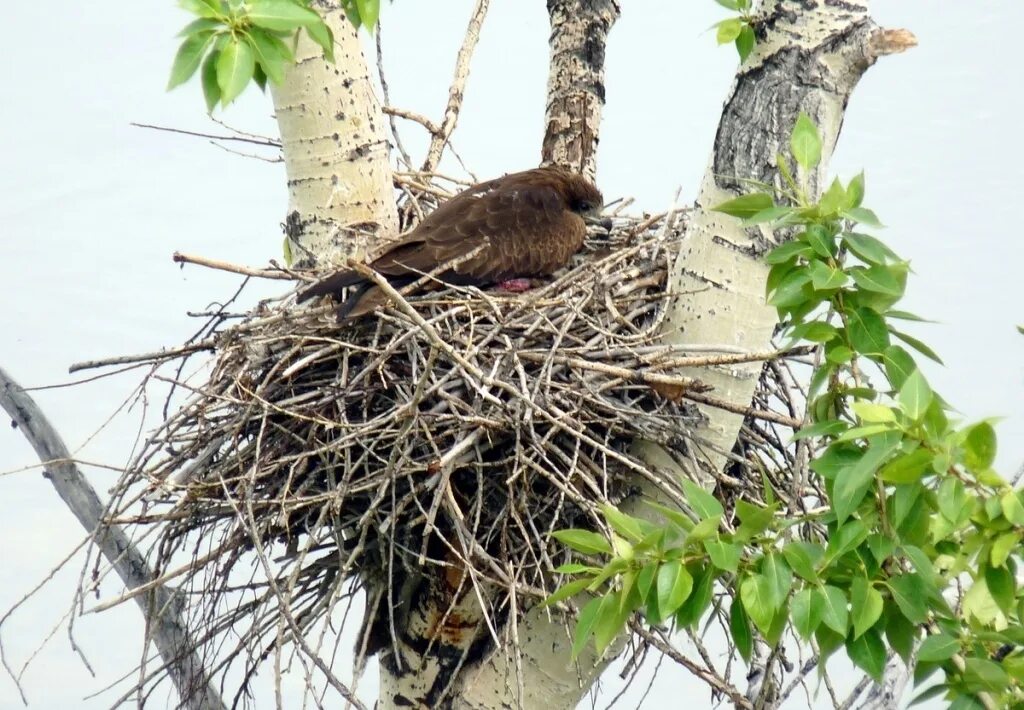 гнездо дуплянки. гнезда птиц на деревьях. гнездо вьюрка. гнездо для птиц. пеночка птичка гнездо.