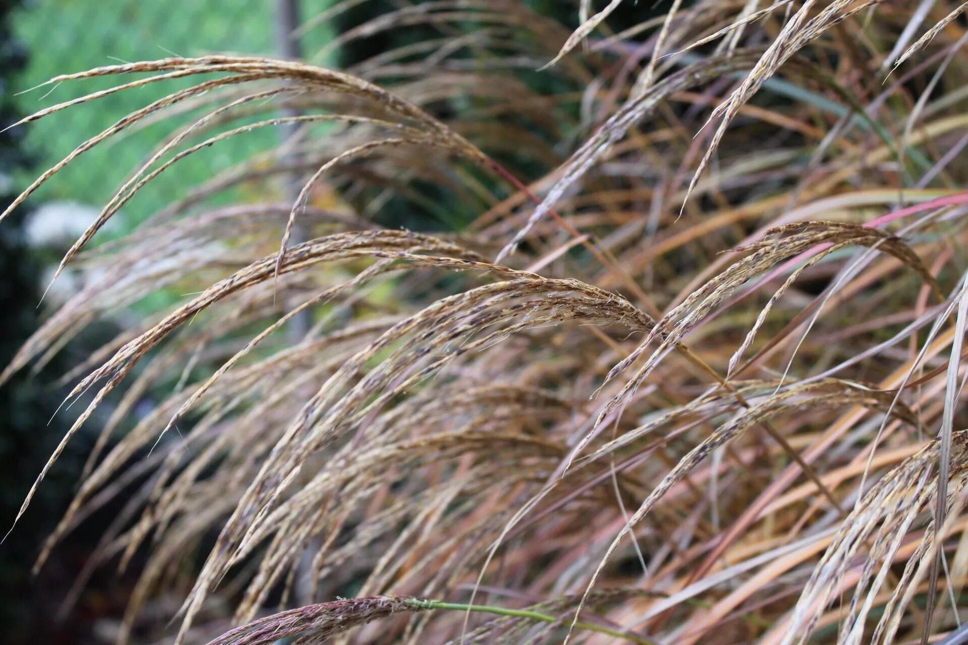 Мискантус китайский. Мискантус вечнозеленый. Мискантус зебрина. Мискантус якушима дварф. Мискантус китайский грацилимус.