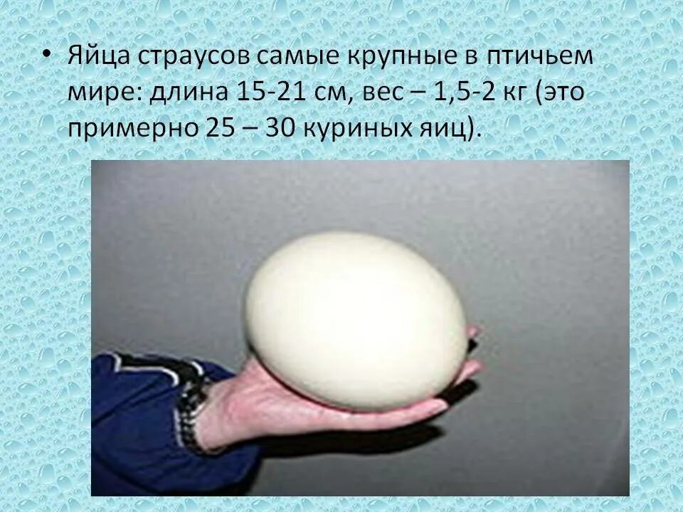 Размер яйца со. Страусиное яйцо размер. Вес страусиного яйца. Яйцо страуса размер. Диаметр страусиного яйца.