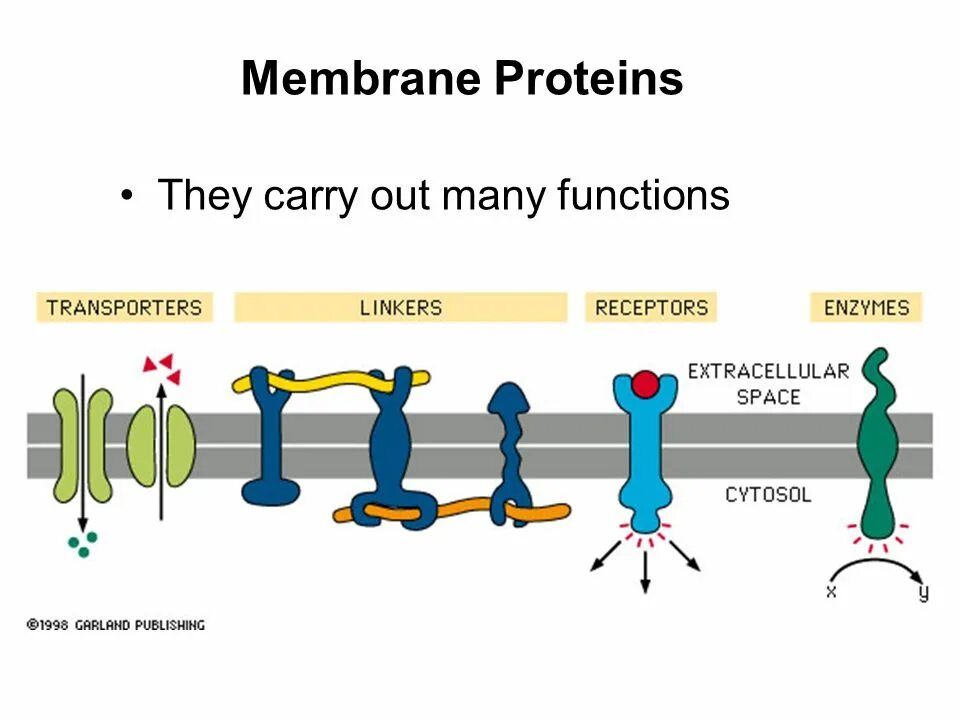 Many functions. Membrane proteins. protein functions. types of membrane proteins. мембранные белки.