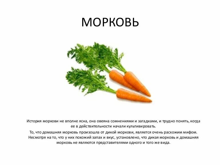 Сколько лет морковь про. Морковь для презентации. Доклад про морковь. Интересные факты о морковке. Рассказ о морковке.