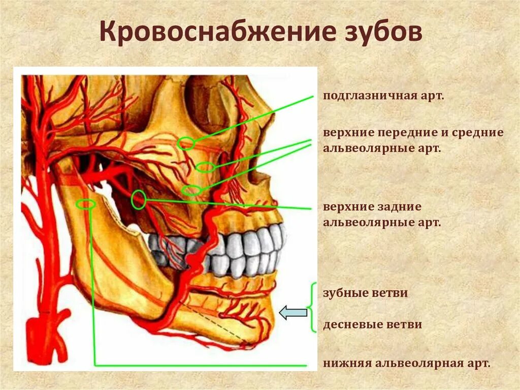 Кровоснабжение зубов. Кровоснабжение головы. Кровоснабжение головы и шеи. Кровоснабжение верхней челюсти.