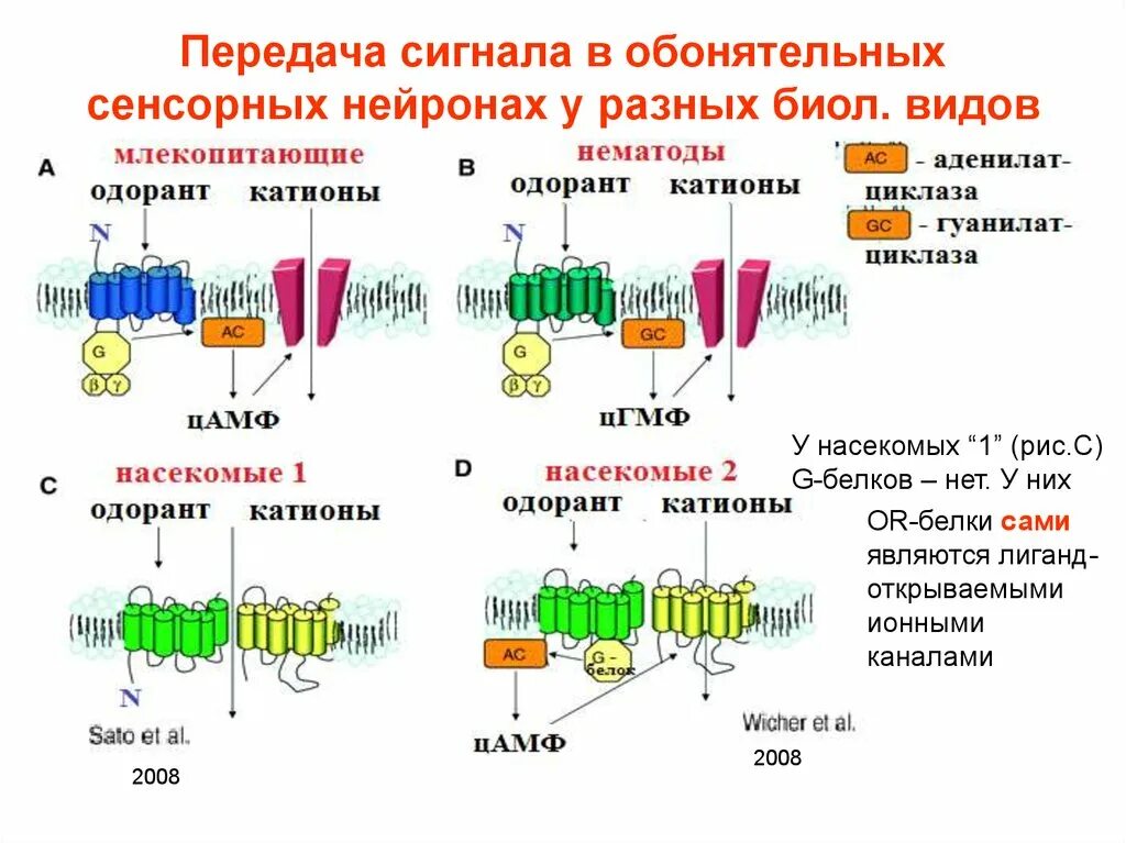 Передача сигнала. Трансдукция сенсорного сигнала. Формы передачи сигнала. Механизмы преобразования и передачи сигнала..