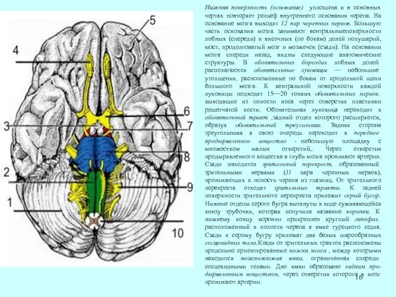 Зрительный нерв в головном мозге. Обонятельный нерв в черепе анатомия. Топография Корешков черепных нервов. Перекрест черепных нервов. Перекрест волокон зрительного нерва.