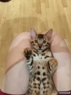 Бенгальский котенок 3 месяца