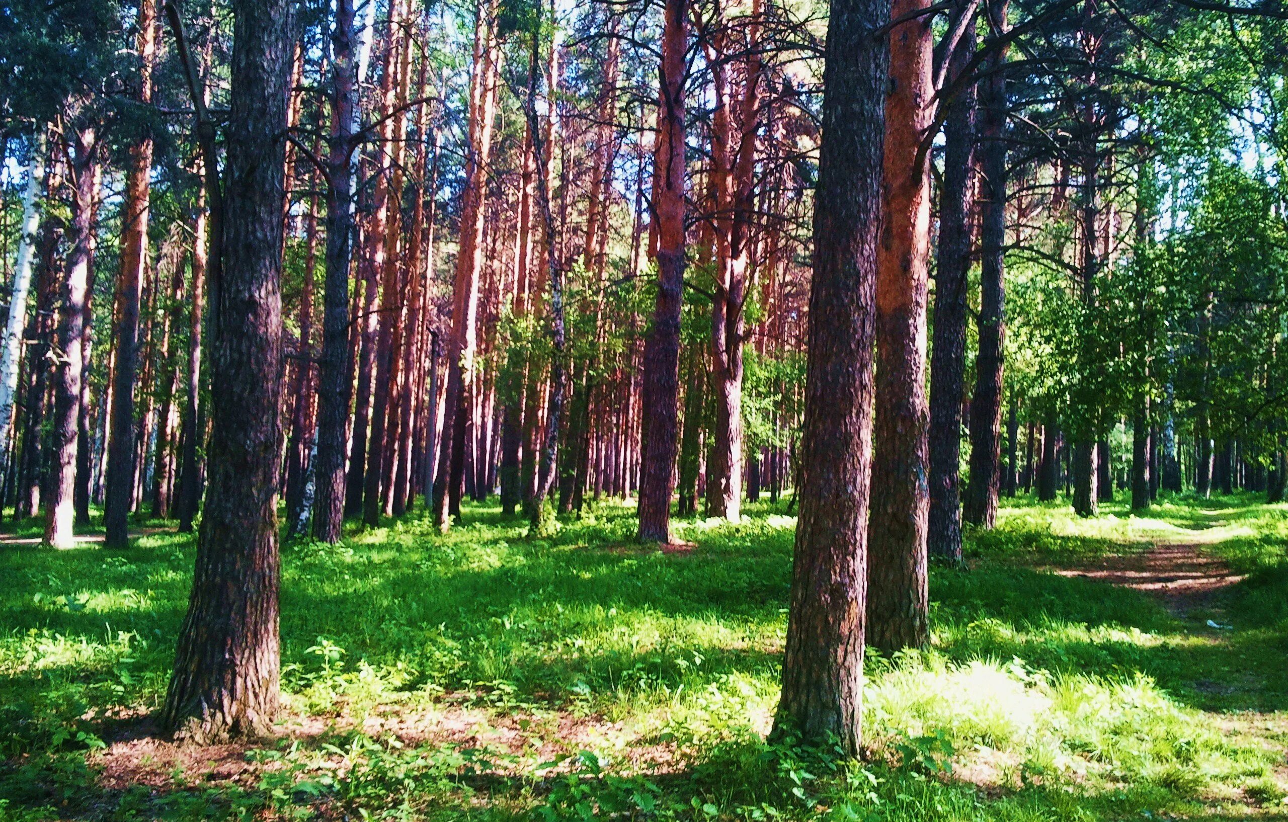 Зеленая роща чернолучье
