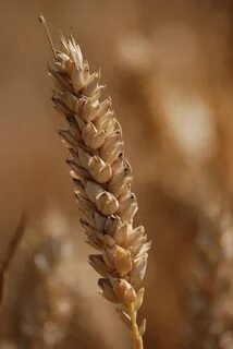High grain