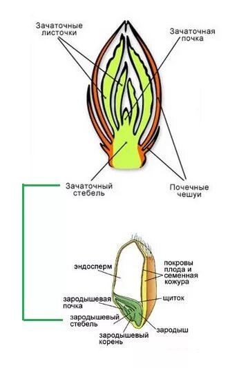 Тюльпан строение листа. Строение тюльпана. зачаточный стебель. почечные чешуи. строение стебля тюльпана.