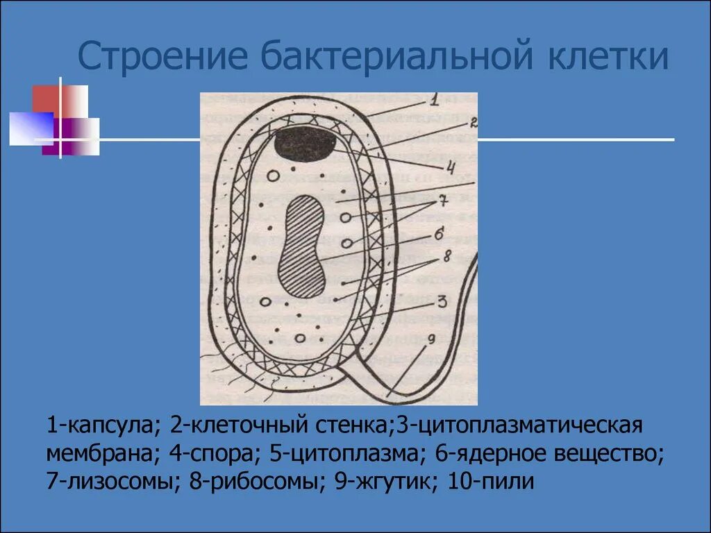 Клетка бактерии клеточная мембрана. Строение капсулы бактериальной клетки. Схема строения бактериальной клетки. Строение клетки бактри. Строение бактерной клетки.