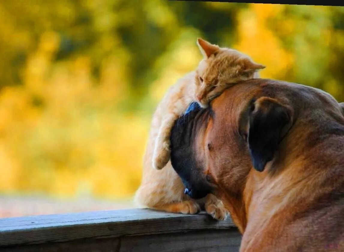 Трогательные животные. Объятия животных. Дружба животных. Кошки и собаки.