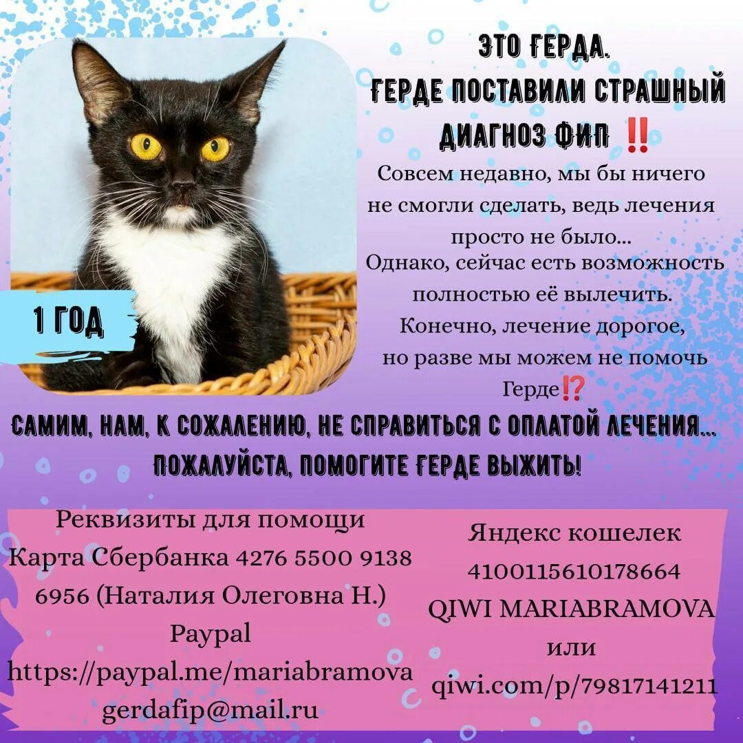 Фип. Фип