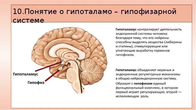 Гипоталамо гипофизарная система гормоны гипоталамуса. Гипоталамо-гипофизарная система неврология. Гипоталамо-гипофизарная система функции физиология. Строение гипоталамо-гипофизарной системы. Понятие о гипоталамо-гипофизарной системе.