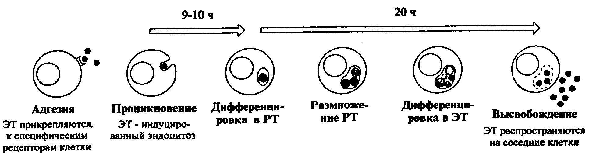 Жизненный цикл хламидий схема. Хламидии цикл развития. Схема цикл развития хламидий. Цикл развития хламидий микробиология.