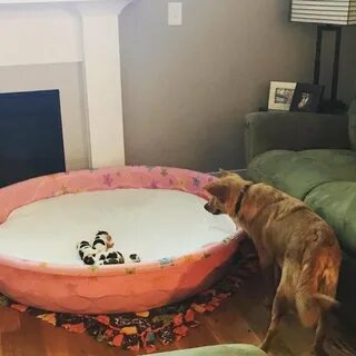 Dogs mum
