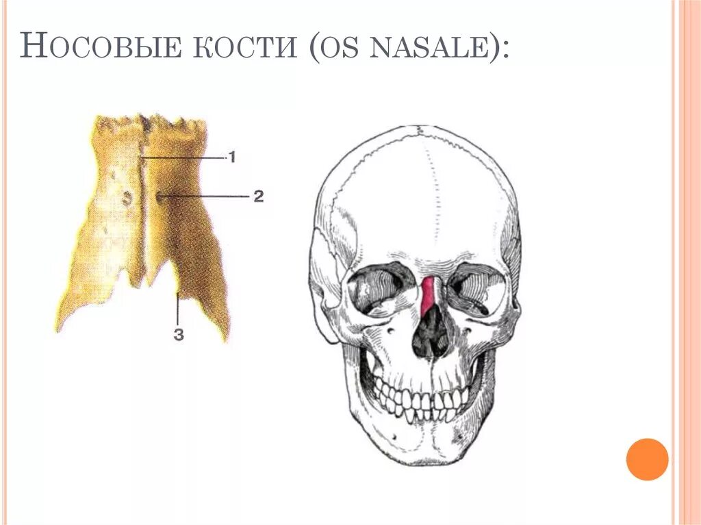 Сошник кость. Носовая кость строение. Строение носовой кости анатомия. Анатомия кости черепа носа. Носовая кость топография.
