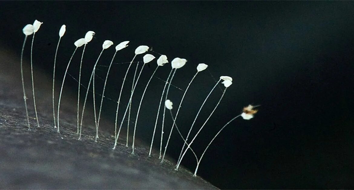 удумбара геншин. удумбара. удумбара и златоглазка. удумбара и златоглазка. цветок удумбара и яйца златоглазки.