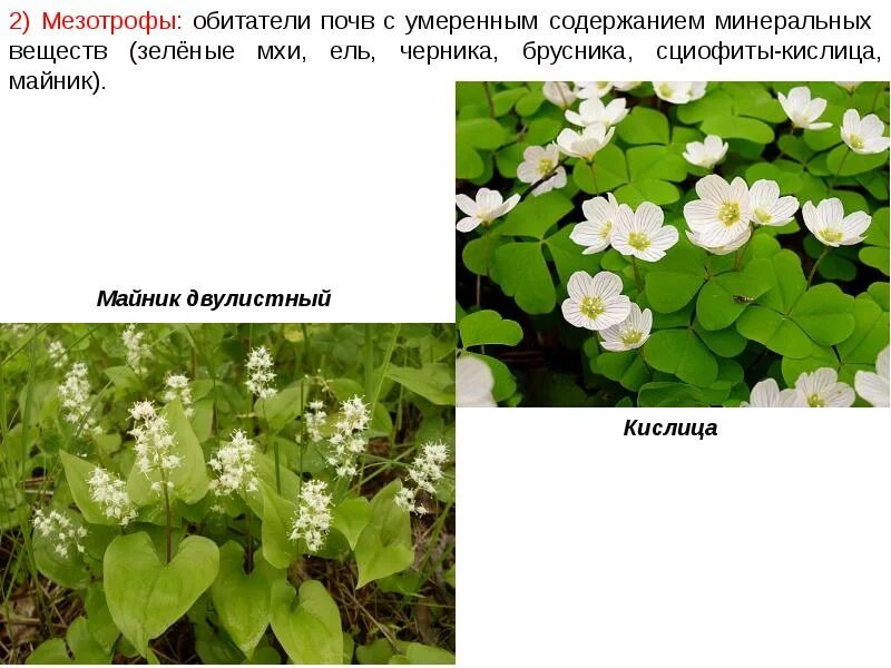 Растения сциофиты. Приспособления сциофитов. Сныть гелиофит. Сциофиты примеры. Тенелюбивые (сциофиты).