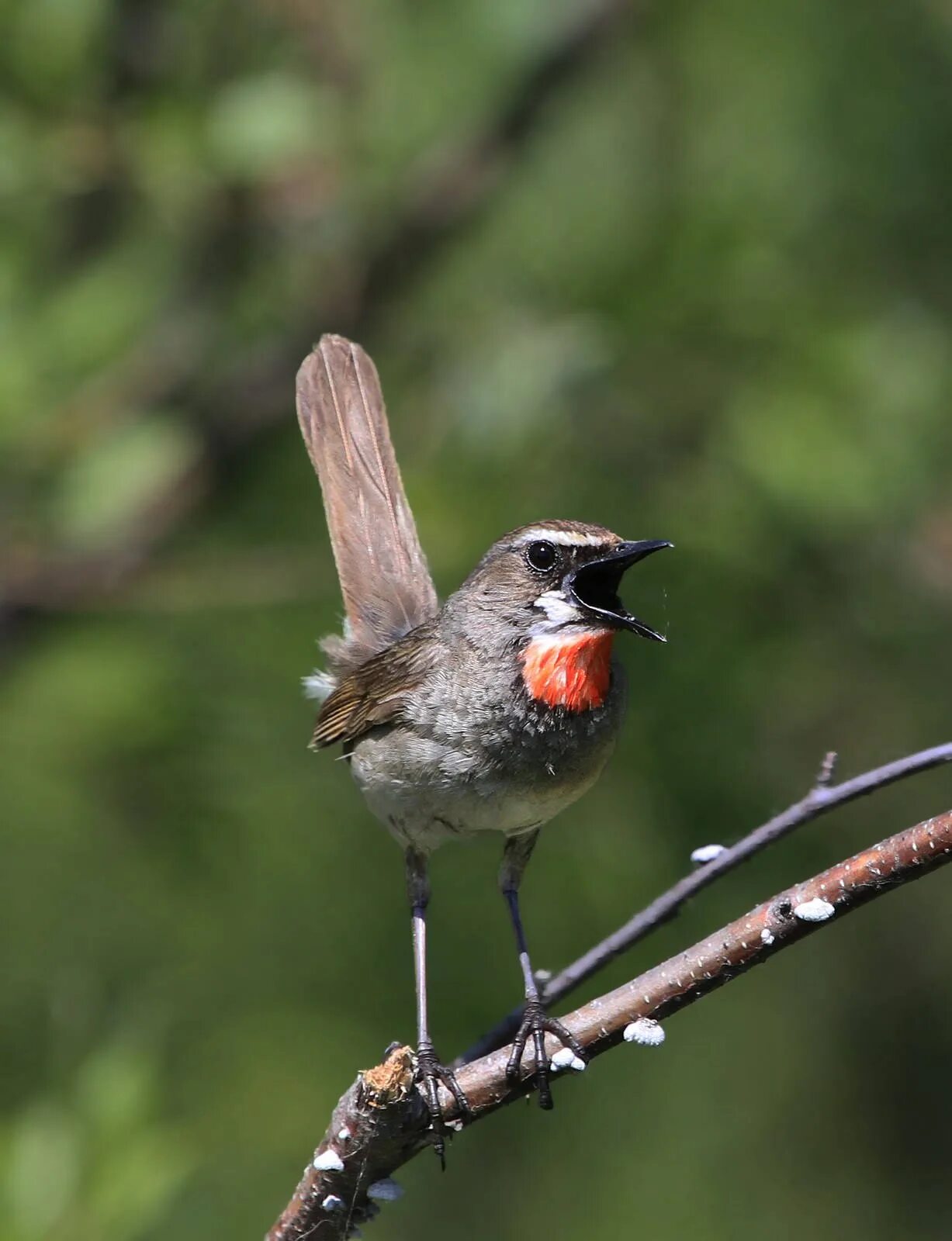 Робин красношейка птица. Соловей красношейка баргузинский заповедник. Соловей красношейка птица. Соловей-красношейка luscinia calliope. Соловей красношейка пение.