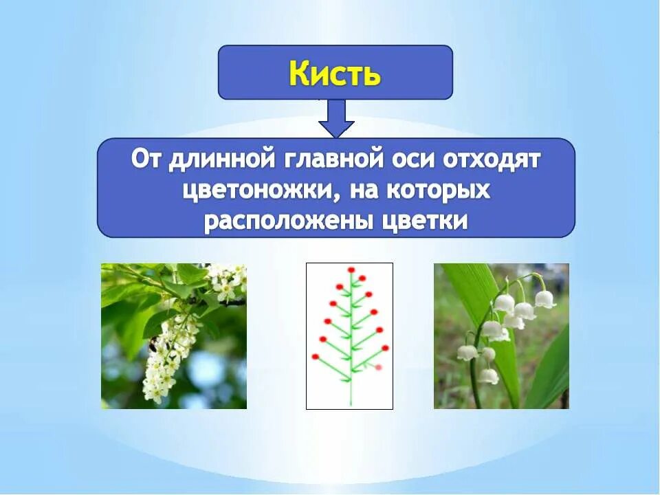 Виды соцветий и плодов. Биология 6 класс тема соцветия. Схемы соцветий 6 класс биология. Соцветия растений. Виды соцветий.