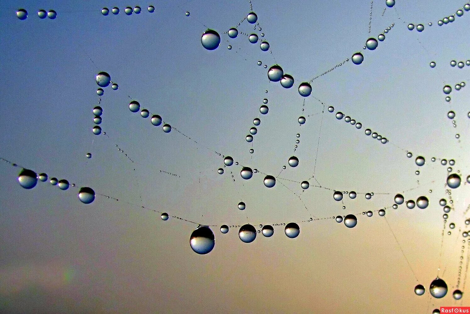 капля тумана. капля тумана. утренняя роса. дождь. капли росы на траве.