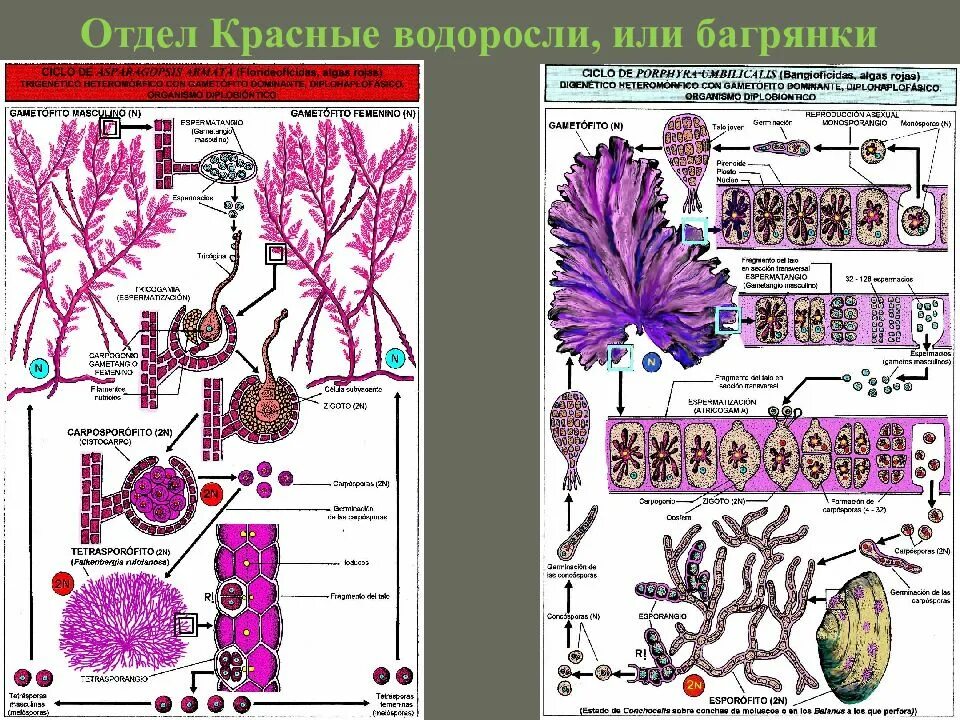 Схема красных и бурых водорослей. Красные водоросли или багрянки строение. Отдел красные водоросли багрянки строение. Размножение красных водорослей схема. Красные водоросли багрянки строение.