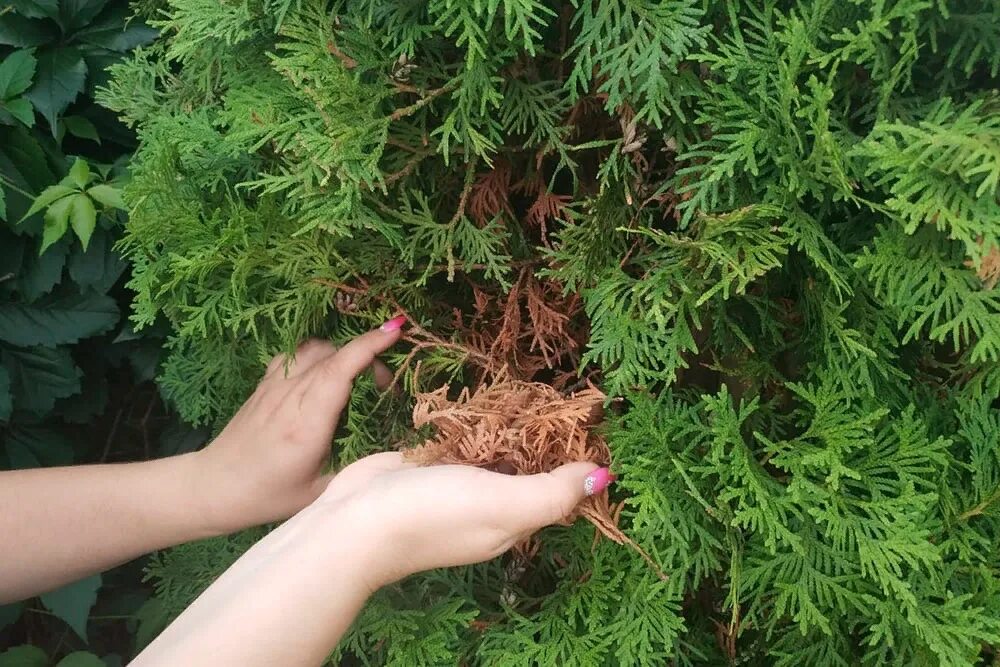 Туи пожелтели после посадки. Туя кипарис можжевельник. туя смарагд подсыхают. туя брабант пожелтела. туи вычесывание.