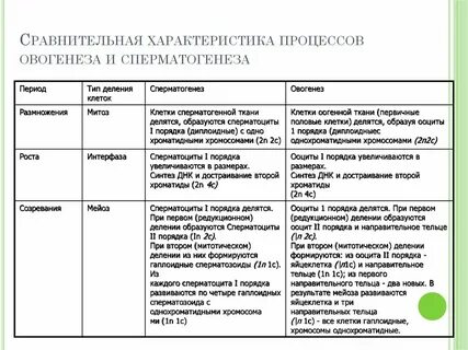 Таблица стадии овогенез и сперматогенез