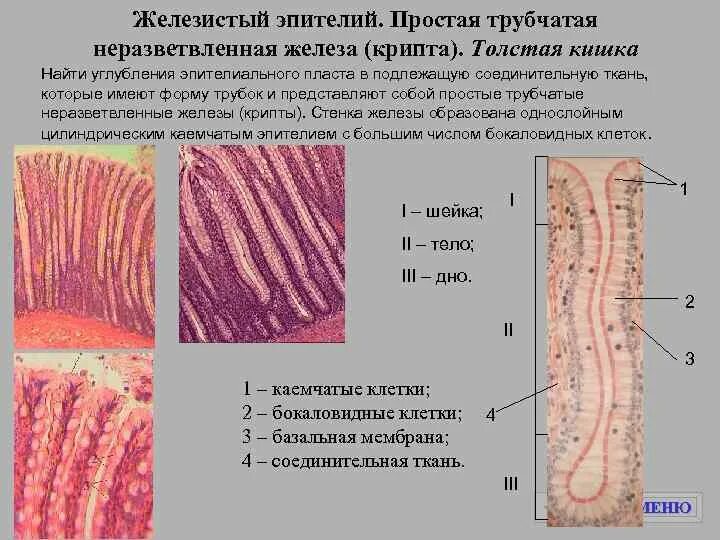 Какая ткань в кишечнике