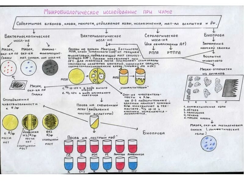 Интерпретация посева