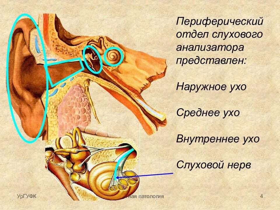 Периферический отдел человека. Проводниковый отдел слухового анализатора. периферический отдел слухового анализатора. функции проводникового отдела слухового анализатора. строение периферического отдела слухового анализатора.