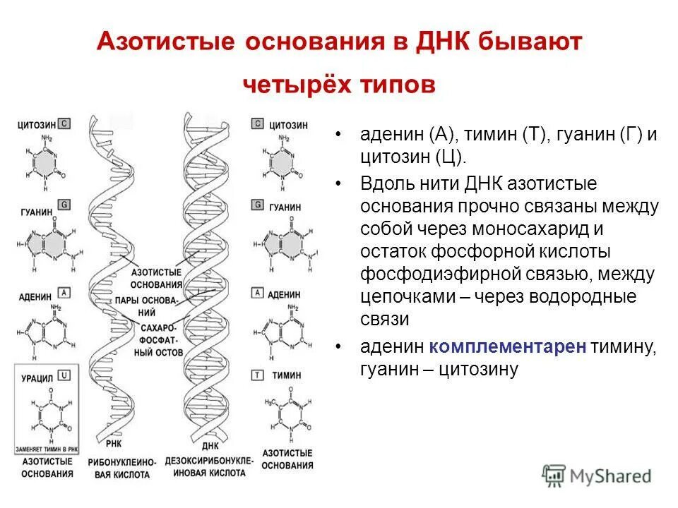 Типы азотистых оснований днк. Пуриновые и пиримидиновые основания днк и рнк. Рнк азотистые основания рнк. Азотистые основания рнк формулы. В состав днк входят нуклеотиды:.