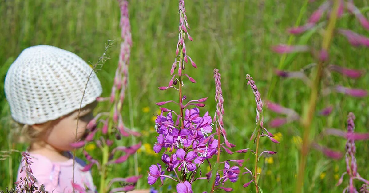 Сборы как выглядят. Сушеные травы. Чайный лист. Сбор китайского чая. Сбор лекарственных растений.