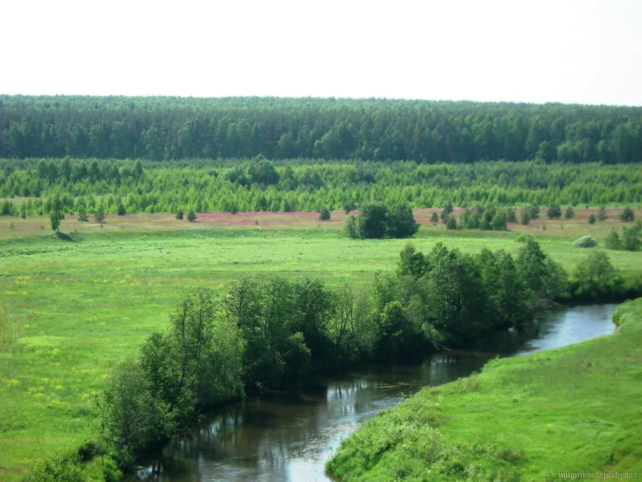 Река сить русь. Бабья гора на Нерли. Река сить в Ярославской области. Река сить. Река сить Вологодская область.