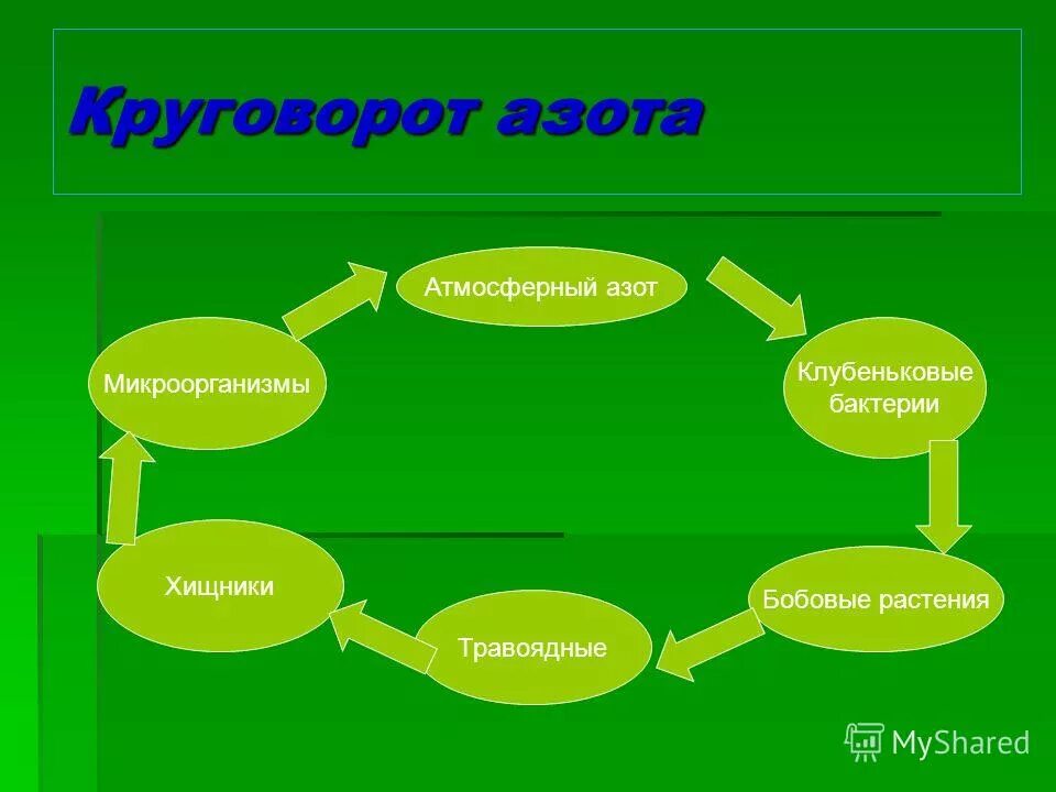круговорот веществ клубеньковые. роль микроорганизмов в круговороте веществ в природе схема. круговорот веществ клубеньковые. круговорот веществ клубеньковые. атмосферный азот круговорот веществ.