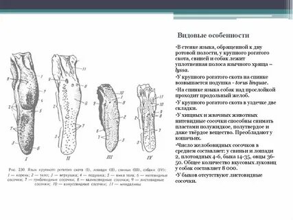 Видовые особенности животных