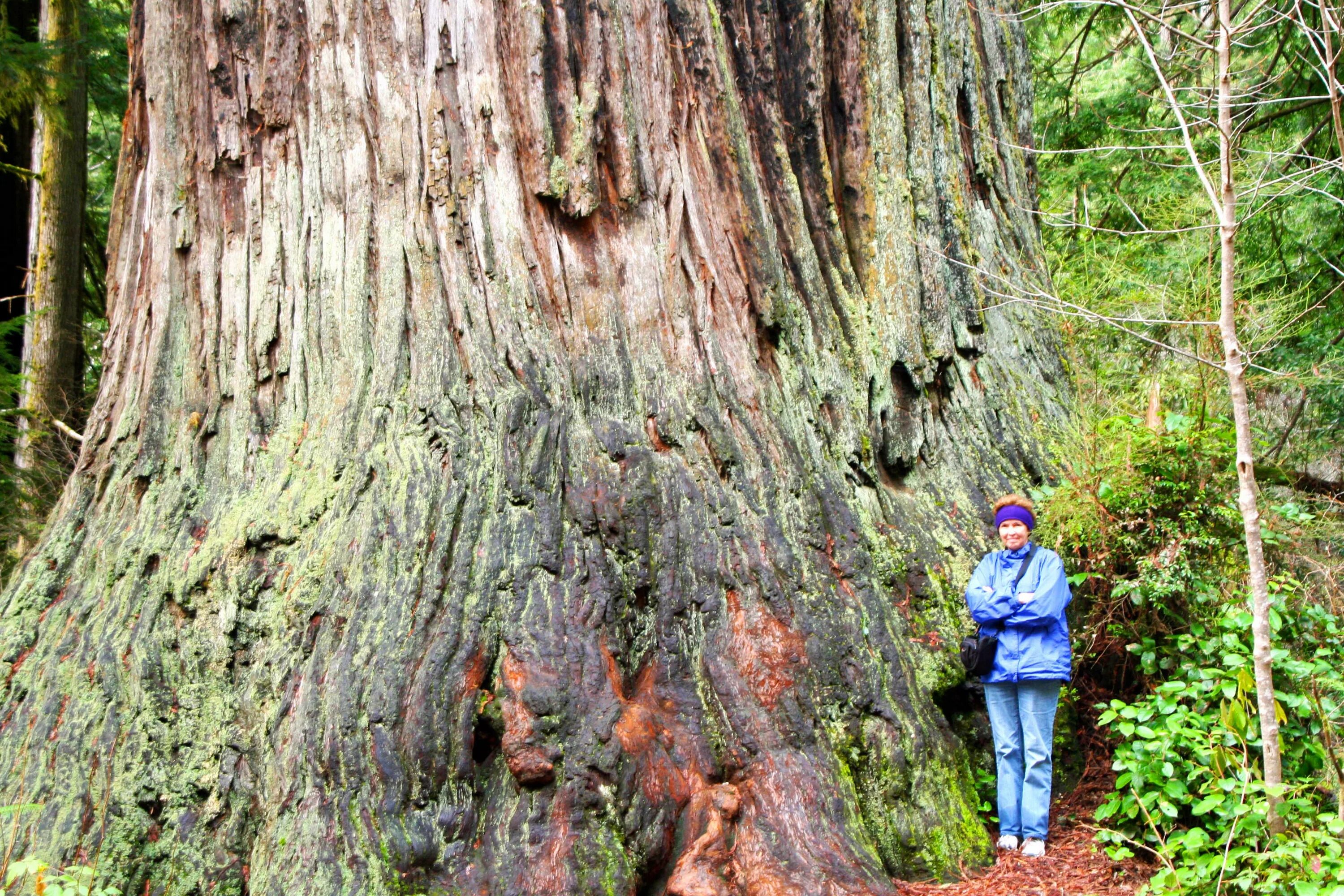 Гиперион Редвуд. Coast Redwood дерево. Береговая Секвойя. Спрингфилд Секвойя.