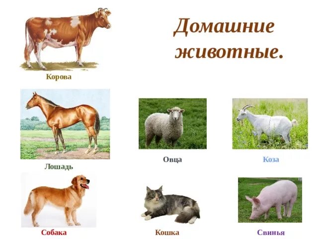 Кошка..собака..корова..коза..свинья..лошадь..овца. Домашние животные корова свинья лошадь. Домашние животные корова, овца, собака, лошадь, кошка, свинья. Домашние животные начальные классы. Корова свинья собака кошка