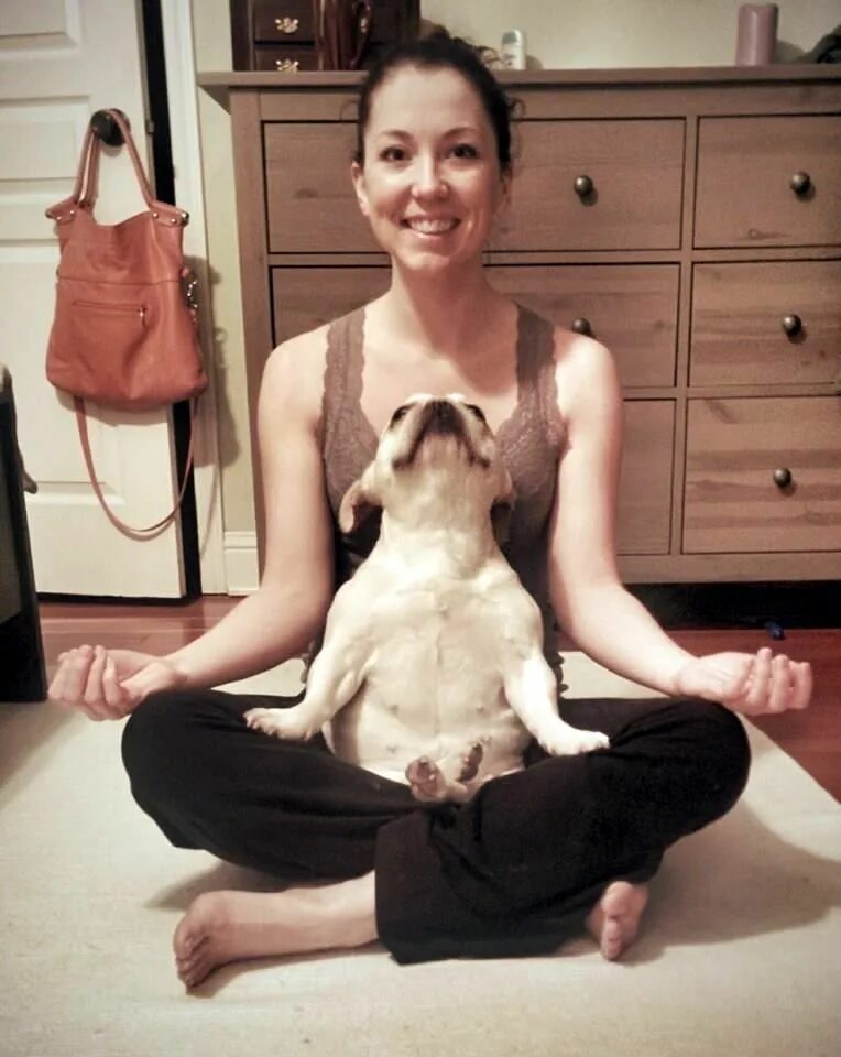 Собака йог. Собака йога. Животные занимаются йогой. Медитация собака.