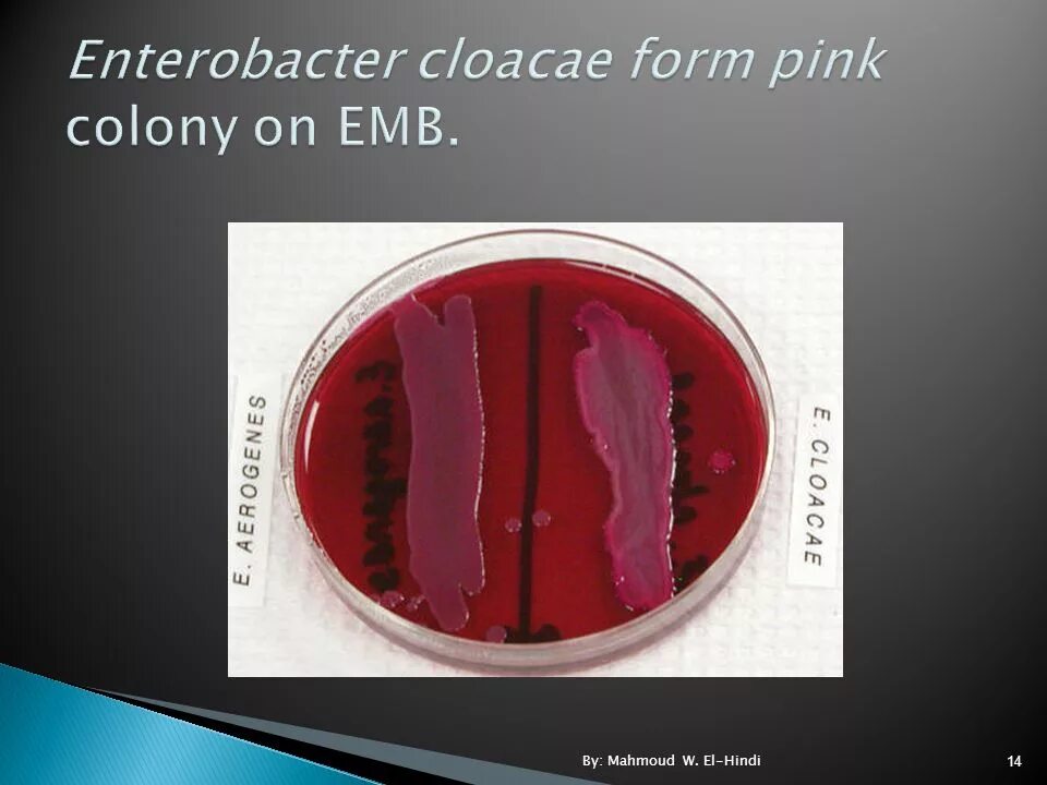 Enterobacter cloacae что это. Энтеробактер cloacae. энтеробактер на среде эндо. энтеробактер клоаке на средах эндо. enterobacter на среде эндо.