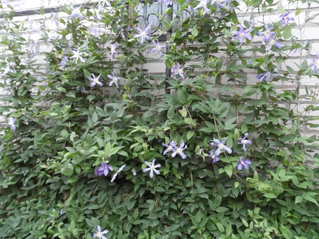 Pin by Dianne on In The Garden-A Lavender-Purple Landscape Cottage garden, Climb