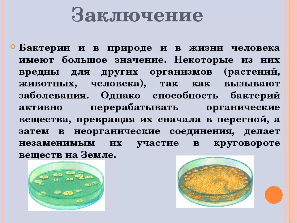 Какую роль биология играет в жизни человека. Доклад о значении бактерий. Роль бактерий в природе и жизни человека 5 класс доклад по биологии. Сообщение о значении бактерий в природе. Информация о значении бактерий в жизни человека.