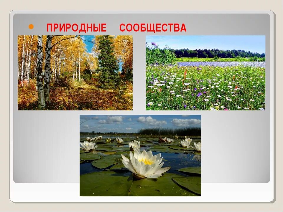 Что такое природное сообщество