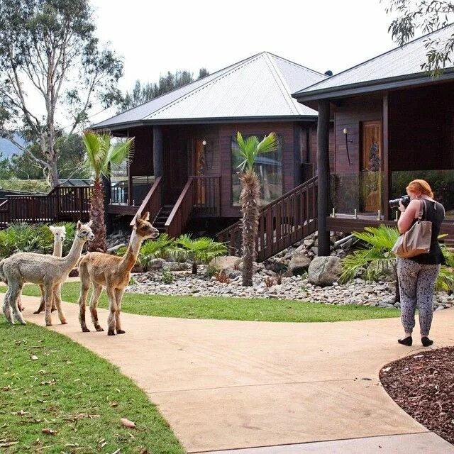 Гостиницы с зоопарком. Национальный зоопарк Канберра. Отель Jamala Wildlife Lodge. Белис отель зоопарк. Зоопарк города Мейтленд Австралии.