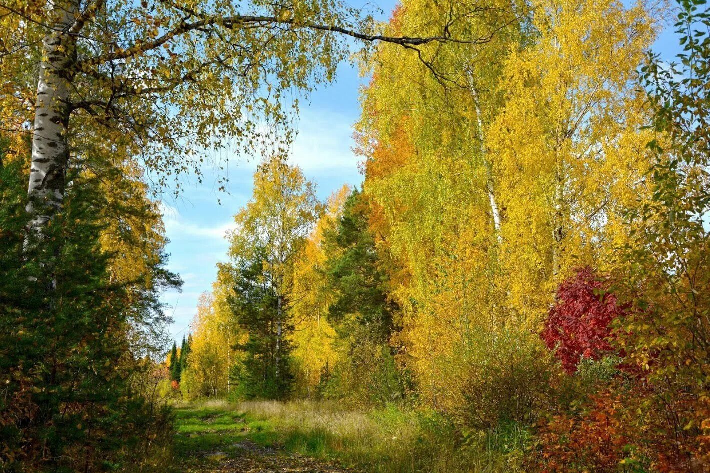 Ранняя осень. Осень в России. Осень сентябрь. Осень в средней полосе.